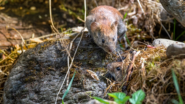 tier, s&auml;ugetier, nager, wild lebende tiere, natur, 