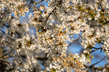 Blüten