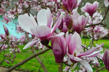 Beautiful purple magnolia flowers in the spring season on the magnolia tree. Blue sky background.