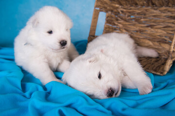 Two small one month old cute white Samoyed puppies dogs