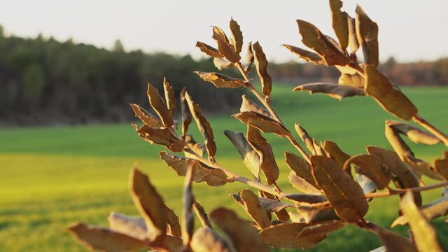 Detalle de rama de &aacute;rbol  con campo verde de fondo