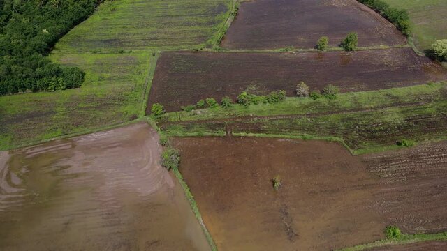 Rice field in the countryside are industrial and made money of the local in Thailand.