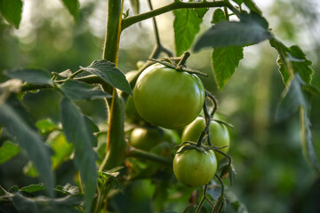 Immature green tomatoes, tomatoes are distinguished by their red color and they are one of the healthy vegetables used in abundance in our food, farm tomato