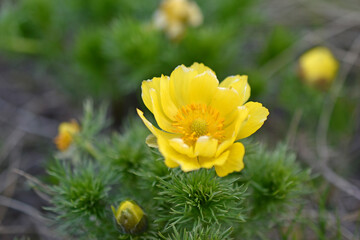 Fototapeta premium Spring yellow flowers Adonis vernalis, or Goritsvet (Ranunculaceae)