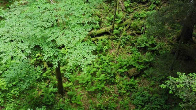 Aerial view of the primary forest Corkova uvala in Plitvice Lakes National Park, Croatia