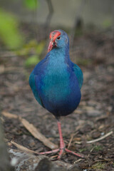Purple Swamphen stands on one leg. Close-up.Porphyrio porphyrio
