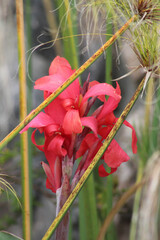 Selective focus shot of beautiful pink canna lilies - obrazy, fototapety, plakaty
