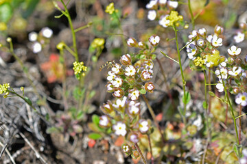 Purple flowers of the great breakwater Androsace maxima subsp. caucasica