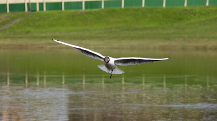 Flying seagull without one leg on green grass river shore background at spring day