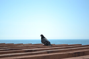 Dove on the background of the black sea