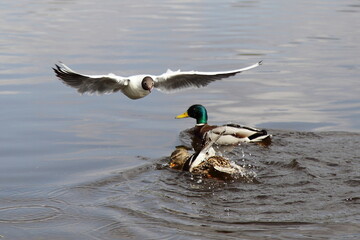 A seagull flies over the swimming wild ducks pair on the water at spring day, European waterfowl birds