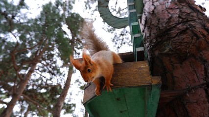 squirrel on a pine-tree