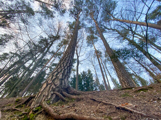Bottom view to green forest crown with light spot