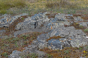 Gray rock surface of stone and plants in the field