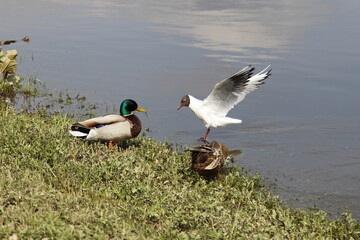 A seagull flies to the wild ducks pair on the green grass shore at spring day, European waterfowl birds