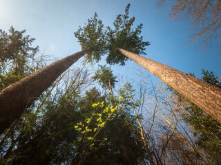 Bottom view to green forest crown with light spot