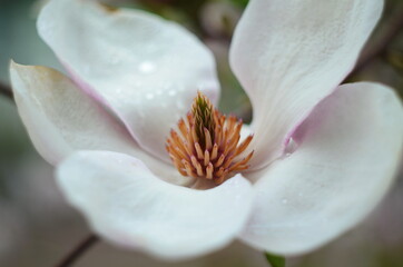 Fototapeta premium Beautiful purple magnolia flowers in the spring season on the magnolia tree. Blue sky background.