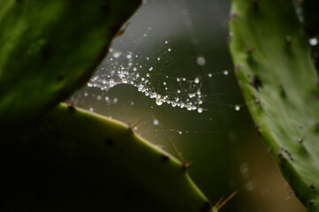 Wet spider web in succulent plant