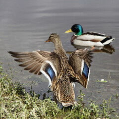 Wings flapping wild duck female closeup before swimming mallard male on the water at spring day, European migratory waterfowl birds pair