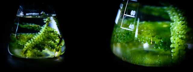science technology research of green alga biofuel in laboratory, biotechnology industry with...