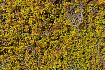 Gray rock surface of the stone covered with moss and plants