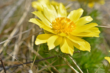 Spring yellow flowers Adonis vernalis, or Goritsvet (Ranunculaceae)