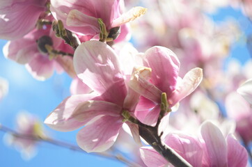 Obraz na płótnie Canvas Beautiful purple magnolia flowers in the spring season on the magnolia tree. Blue sky background.