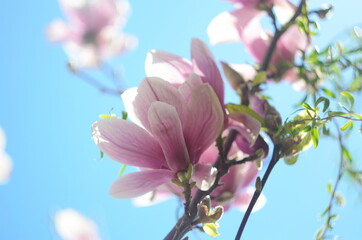 Obraz premium Beautiful purple magnolia flowers in the spring season on the magnolia tree. Blue sky background.