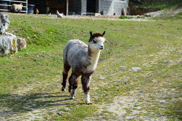 Obraz premium Lama
