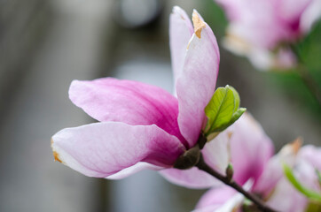 Beautiful purple magnolia flowers in the spring season on the magnolia tree. Blue sky background.