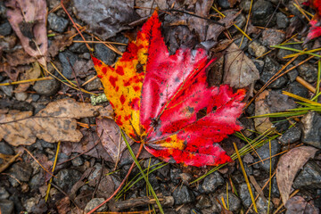 Vibrant red leaf on the ground