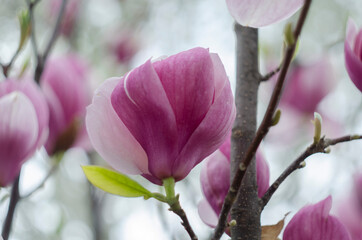 Beautiful purple magnolia flowers in the spring season on the magnolia tree. Blue sky background. © maria