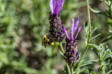 Bee collecting pollen