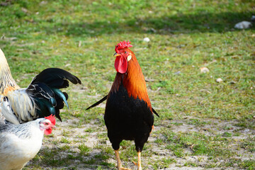 Coq