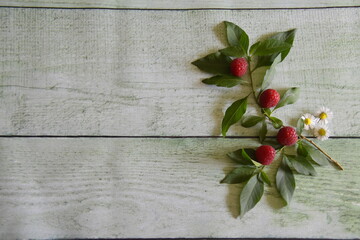 branches de framboises