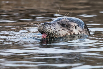 Common seal in the water with tongue sticking out. Close-up portrait of teasing Harbor seal (Phoca...
