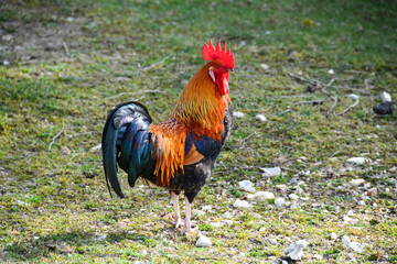 Coq