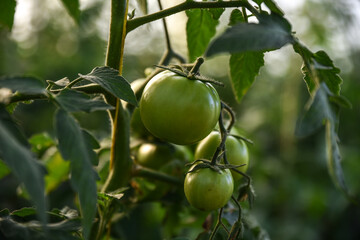closeup group of green tomatoes growing in greenhousehorizontal frameblurry background, Unripe green tomatoes growing on the garden bed. Tomatoes in the greenhouse with the green fruits. The green.