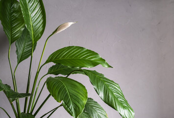 Home flower spathiphyllum with bud on gray background.
