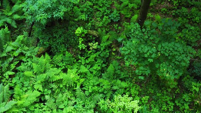 Aerial view of the primary forest Corkova uvala in Plitvice Lakes National Park, Croatia