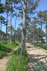 Forest trees. nature green woody sunny background