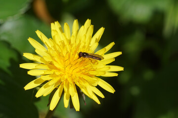Close up male hoverfly, Long-winged Duskyface (Melanostoma scalare), family Syrphidae on a flower of Taraxacum officinale, common dandelion, family Asteraceae,r Compositae. Netherlands, Spring, May 
