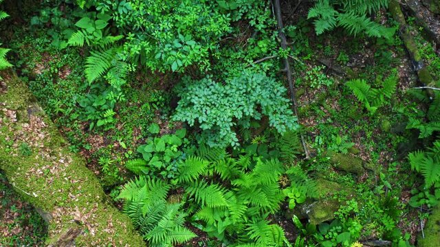 Aerial view of the primary forest Corkova uvala in Plitvice Lakes National Park, Croatia