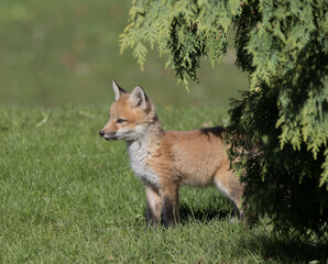 red fox in the wild