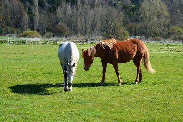 Obraz premium Cheval