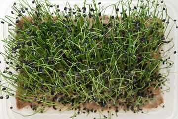 Micro greens in a tray, top view. Onion microgreens. Growing microgreens at home.