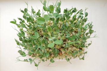 Micro greens in a tray, top view. Pea microgreens. Growing microgreens at home.