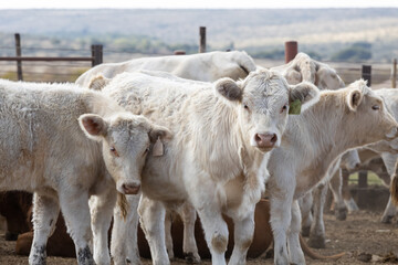 Feedlot or feedyard cattle
