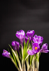 Fresh bright purple crocuses on a dark background
