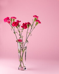 Fresh beautiful red carnations in glass vase on pink